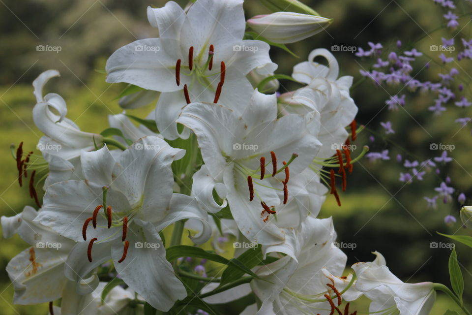 White lillies