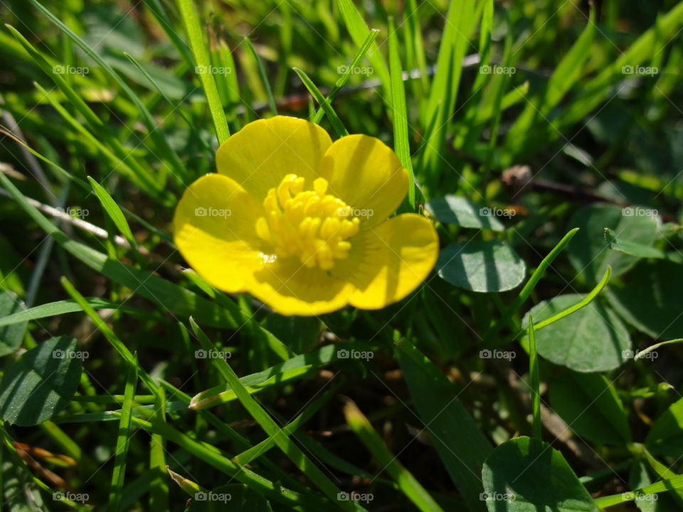 flower in macro