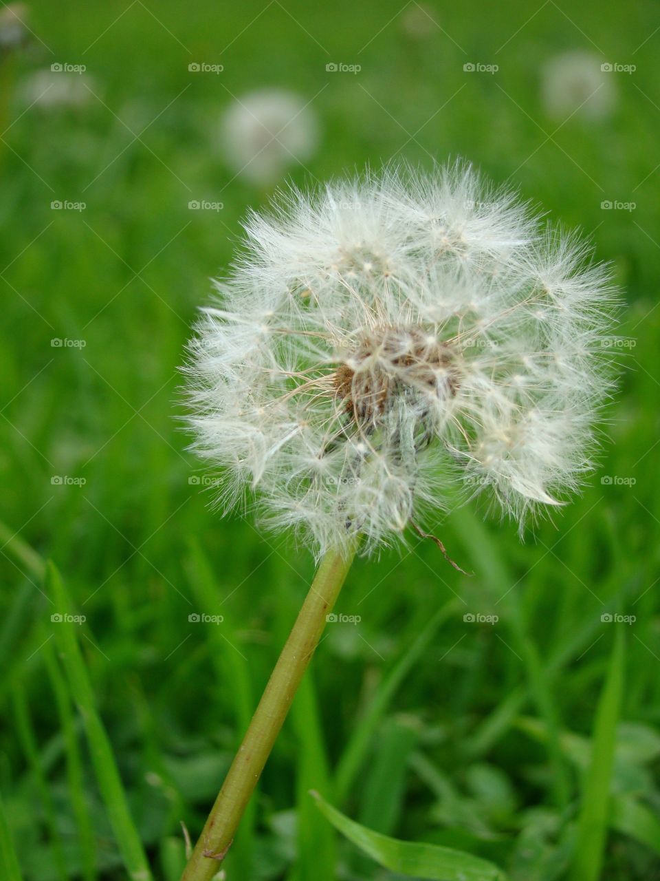 Dandelions 