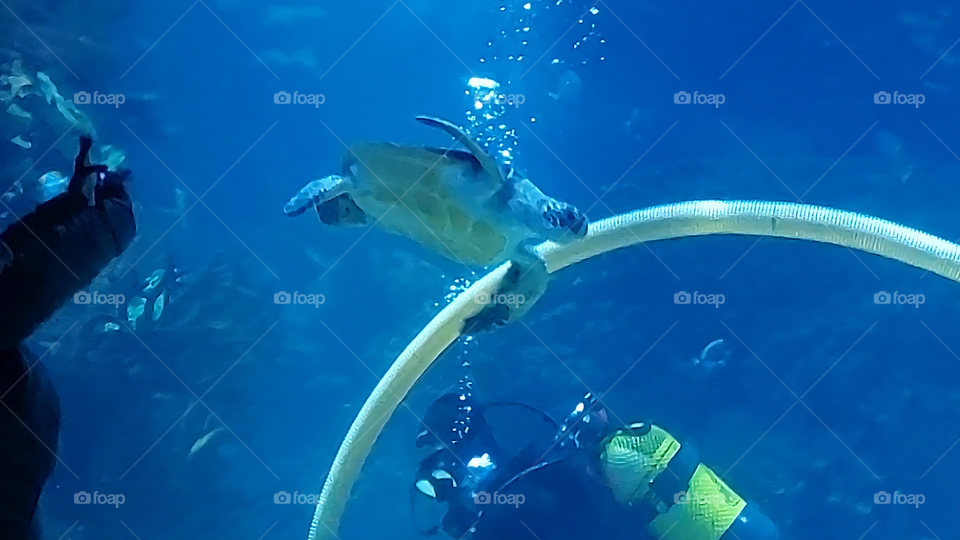 Sea turtle