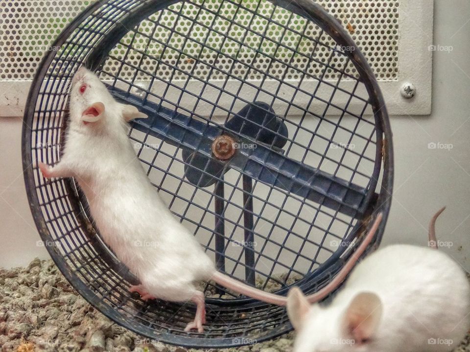 Mice Running In Circles. Laboratory Mice
