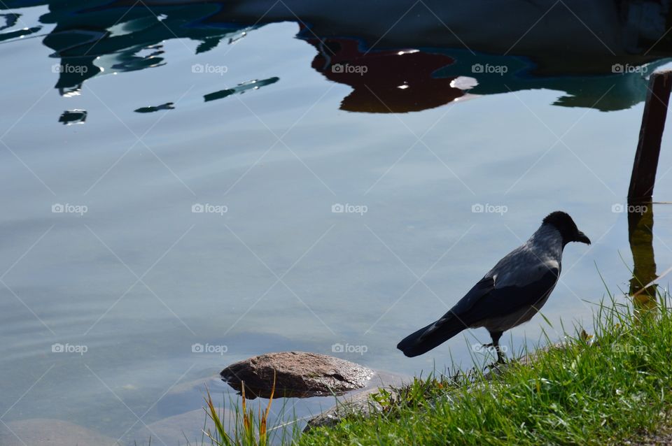 blackbird by lakeshore