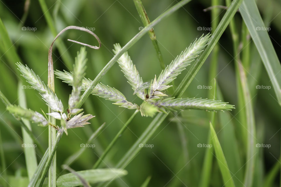 Sprout seed and green leaf. Fresh baby young plant growing in outdoor natural sunlight in vegetable garden field environment. Springtime outdoor macro photography. Beginning of new life grow concept.