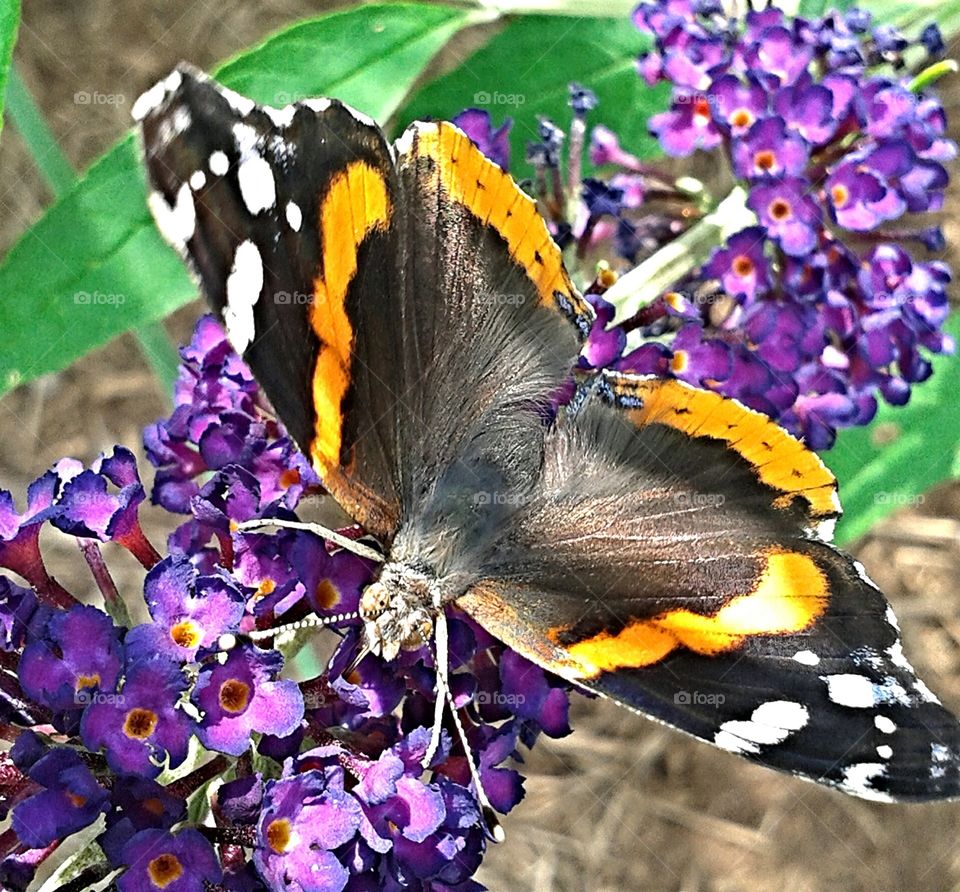 Butterfly. Resting.