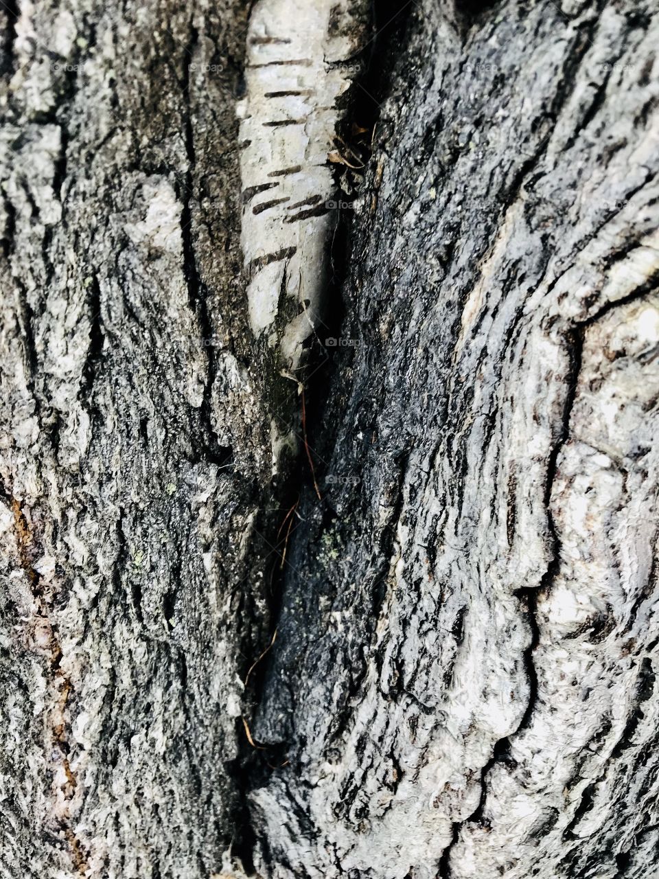 Surface of the wood