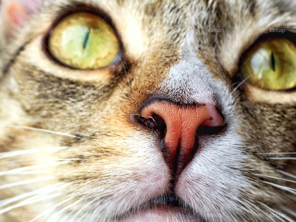 Extreme close-up of tabby cat