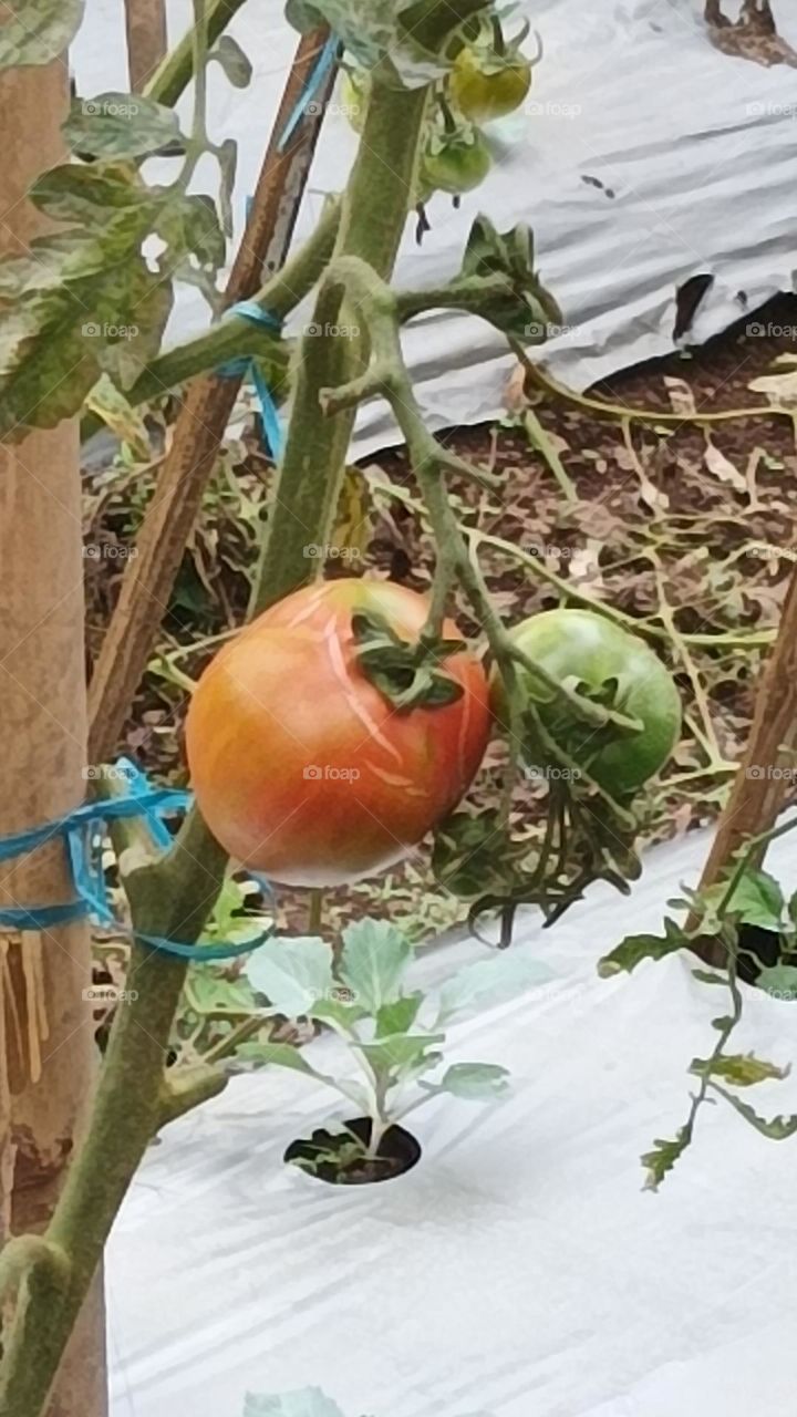 tomato
