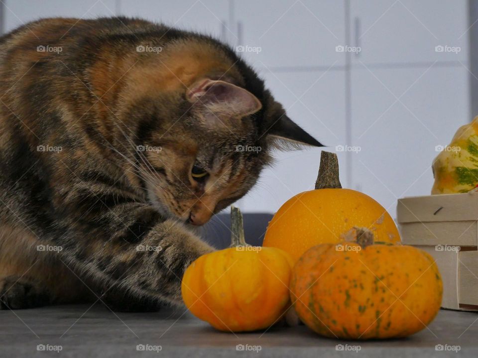 Cat and pumpkins