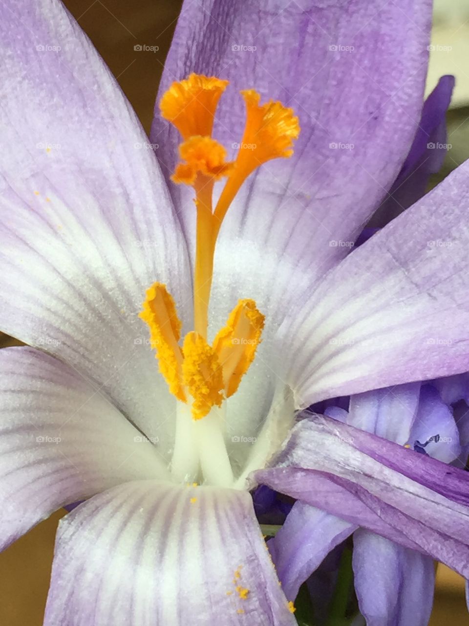 Crocus flower. Crocus flower close up