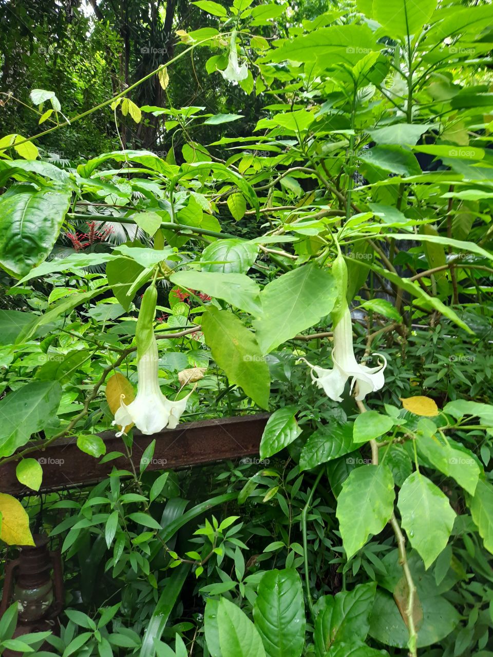 brugmansia flowers
