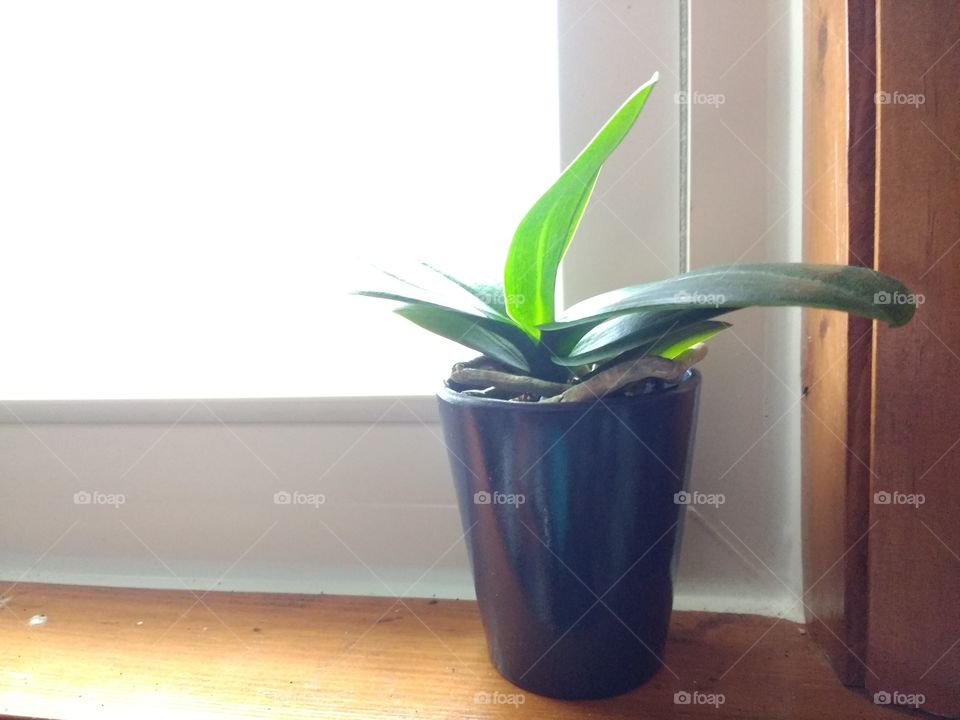 Growing Orchid