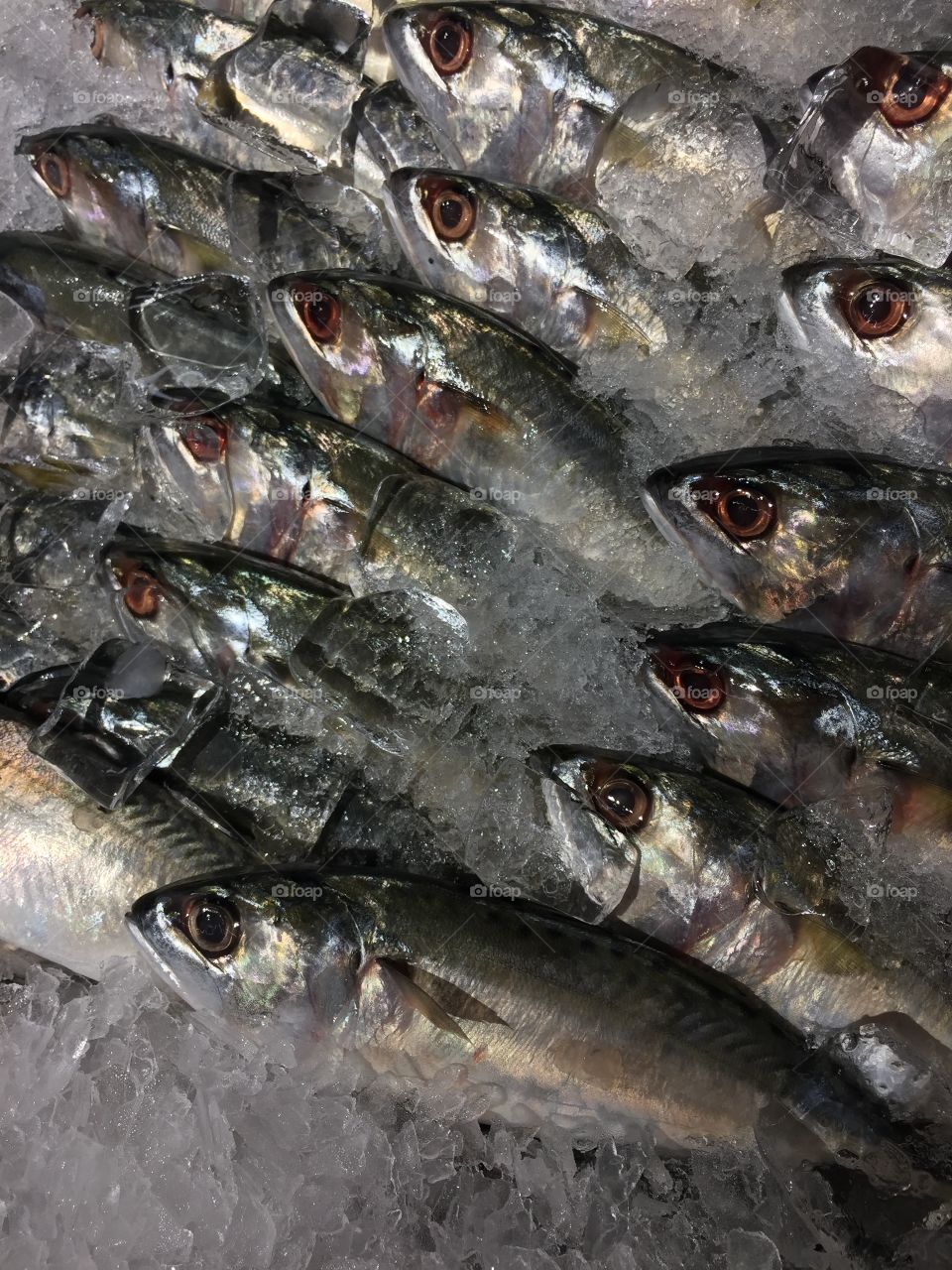 Sardines on ice.