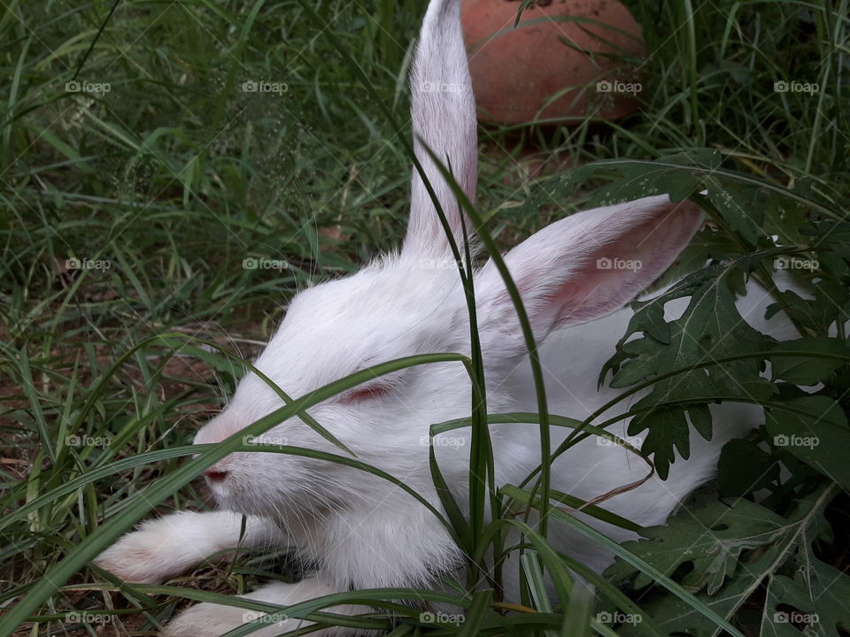Baby bunny resting in green grass