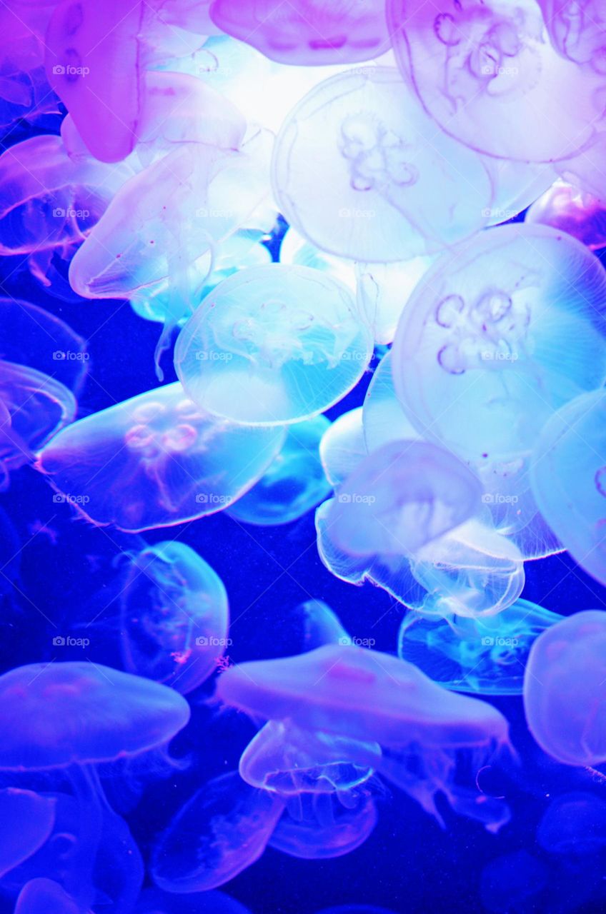 Jellyfish