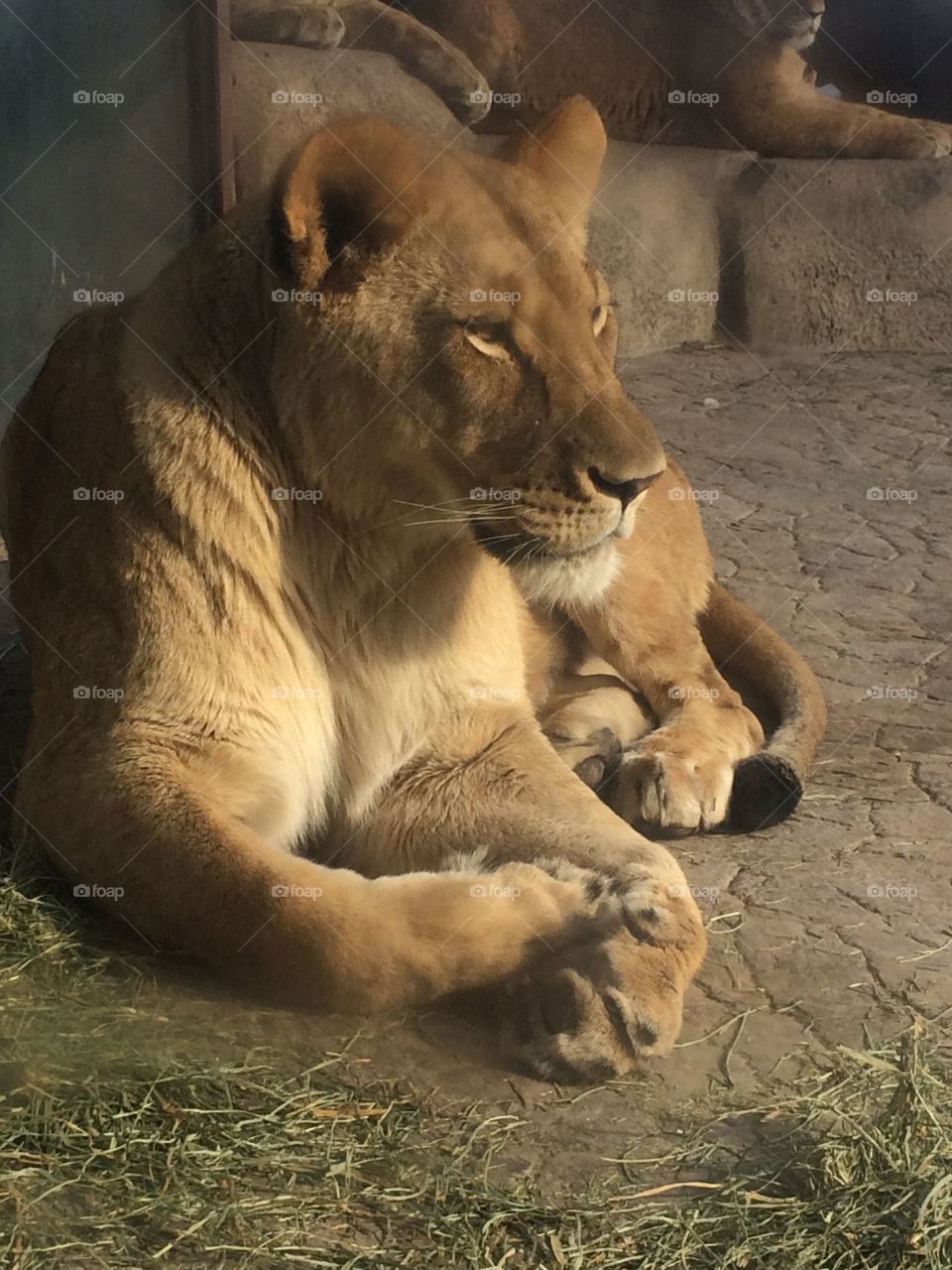 Lioness at zoo