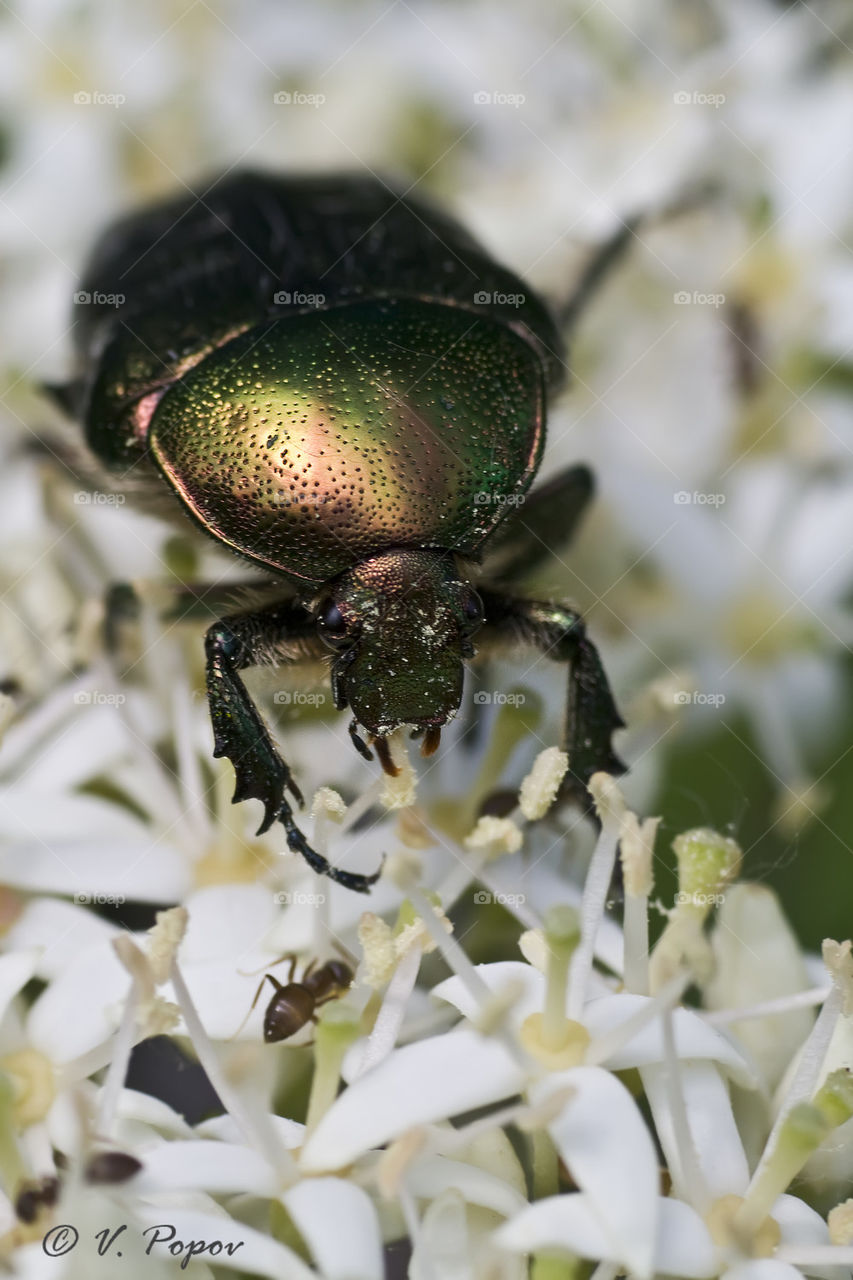 Beetle on white flowers