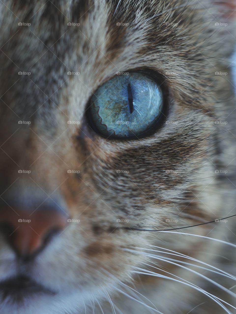 Beautiful blue cat eye