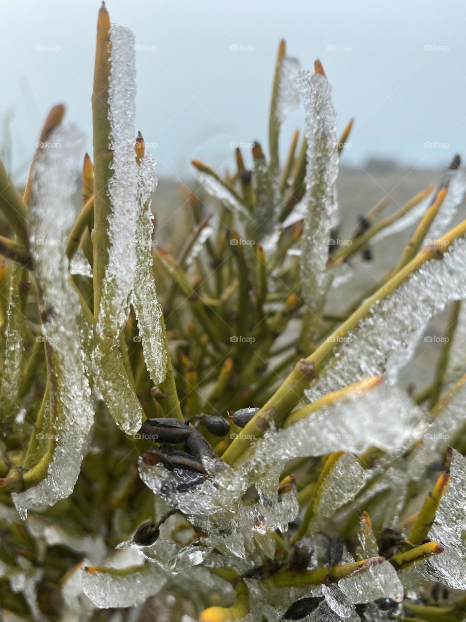 A touch of winter ice on the plant life around Lake Pukaki, South Island, New Zealand