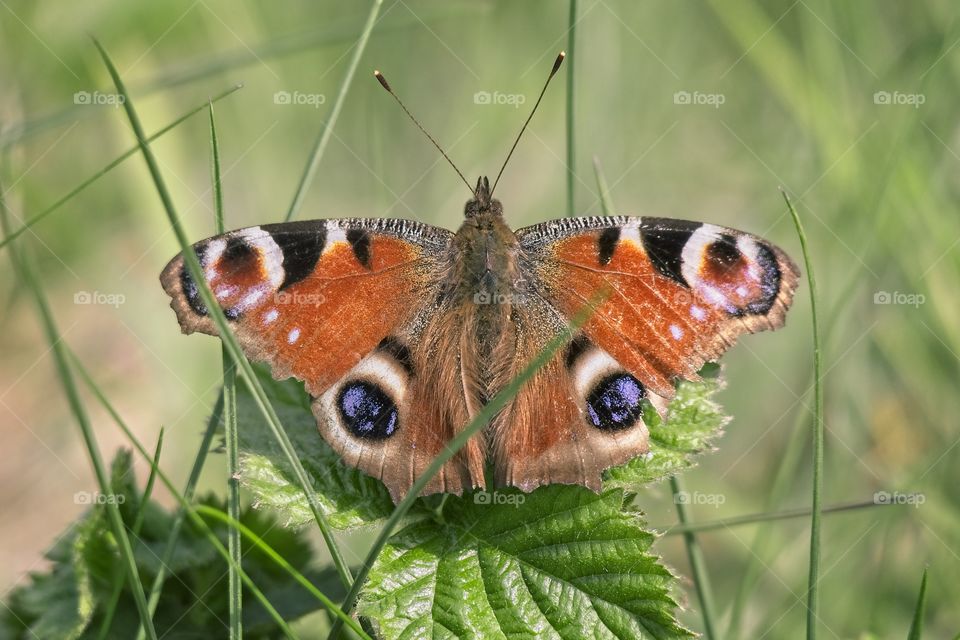 Orange butterfly