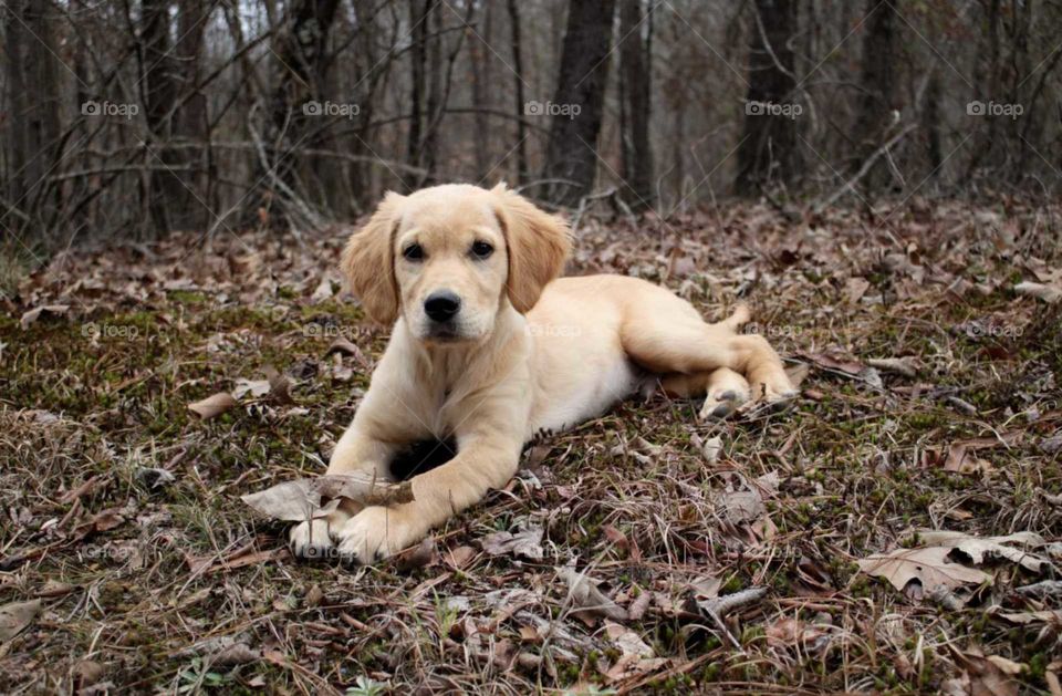 Golden retriever puppy laying in leaves