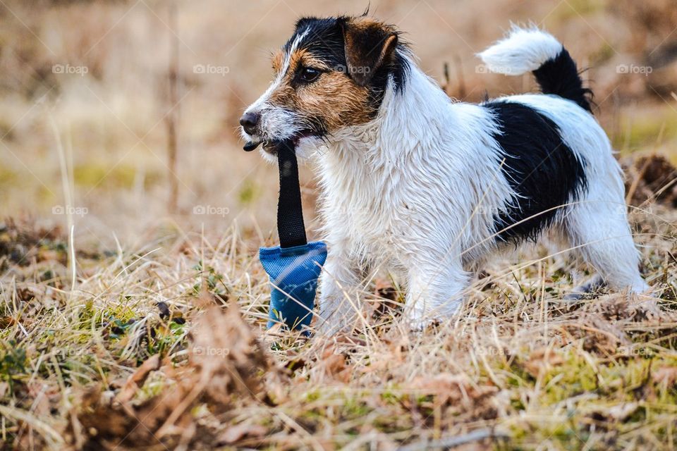 Jack russell terrier playing