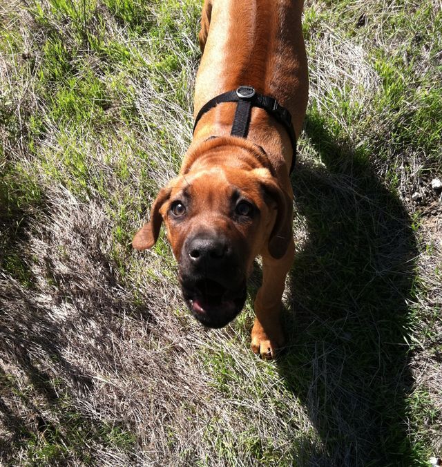 Zuri barking. My dog Zuri