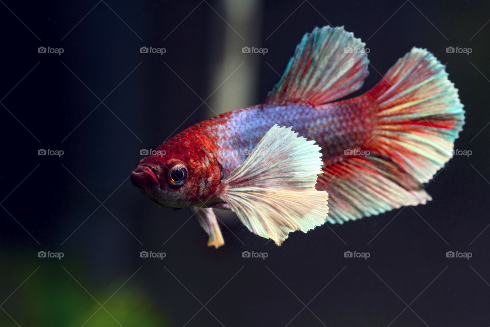 Beautiful full of colors Dumbo Ear Betta fish