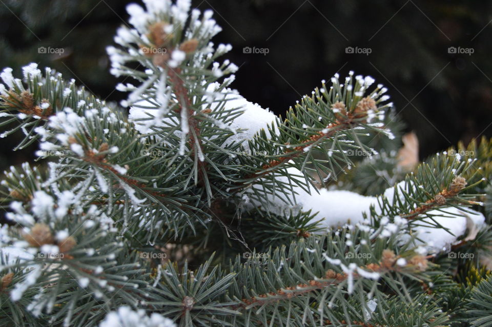 Spruce, tree, snow, needles, winter,