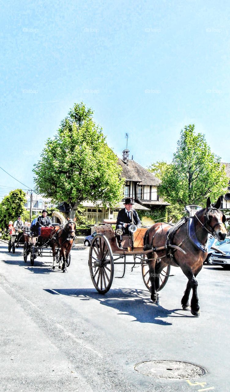 Horse drawn carriages in parade
