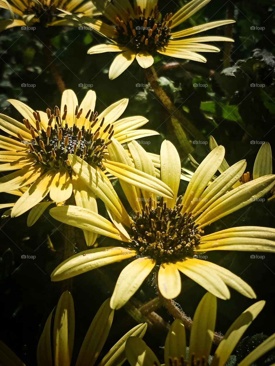 Cape dandelion