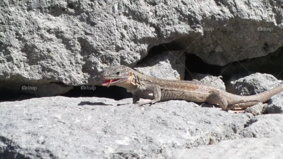 wild skink