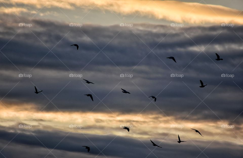 Bird, Flight, Sunset, Sky, No Person