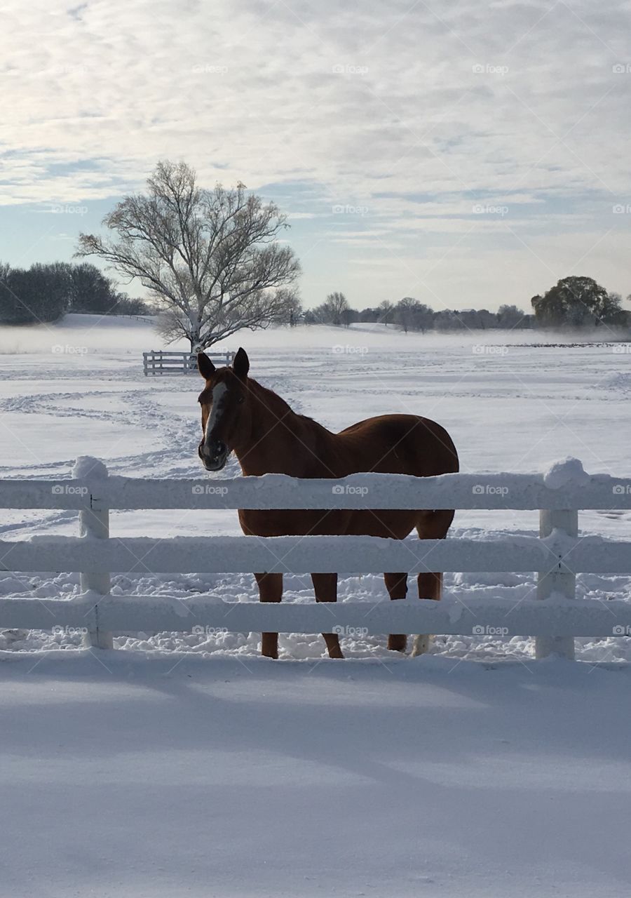 Winter horse