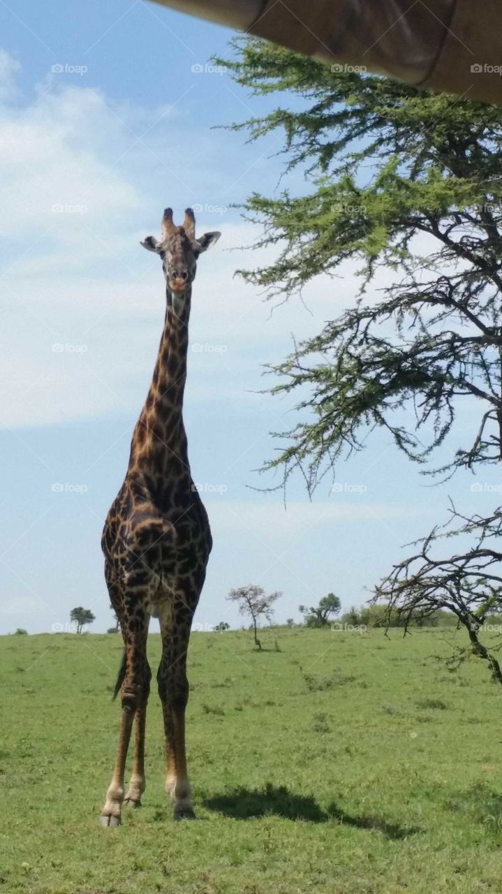 staring giraffe