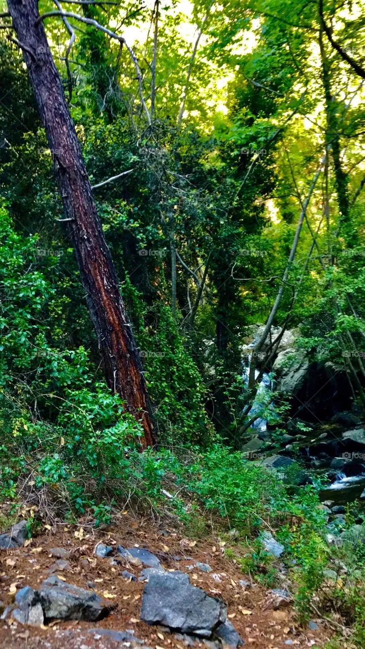 Forest Waterfall Kalidonia Kakopetria 2020