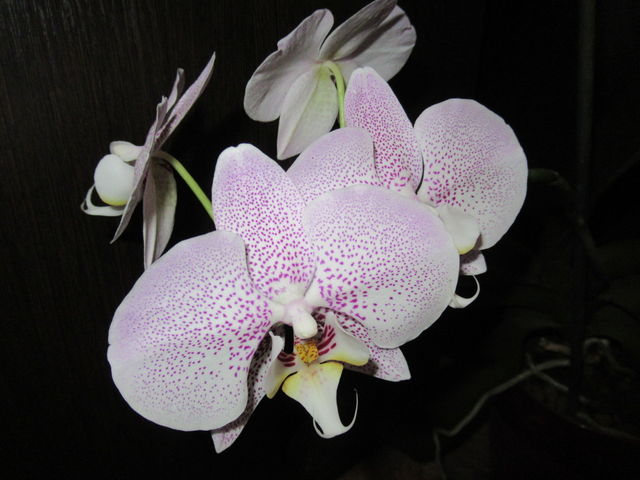 indoor flowers -orchid