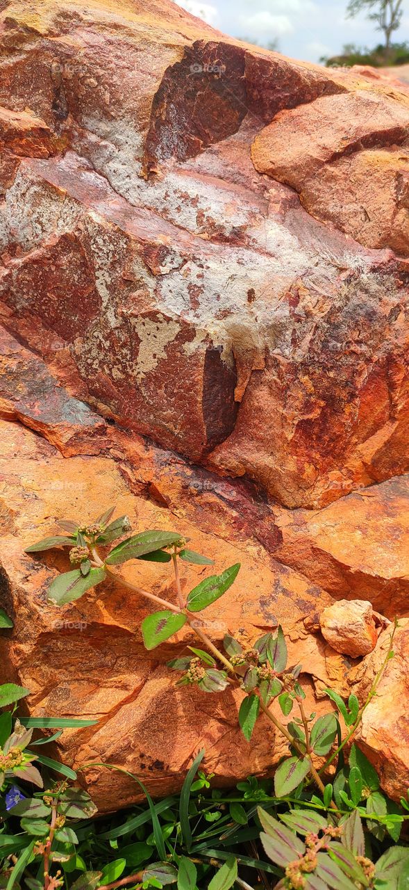 colourful Rock and leaf