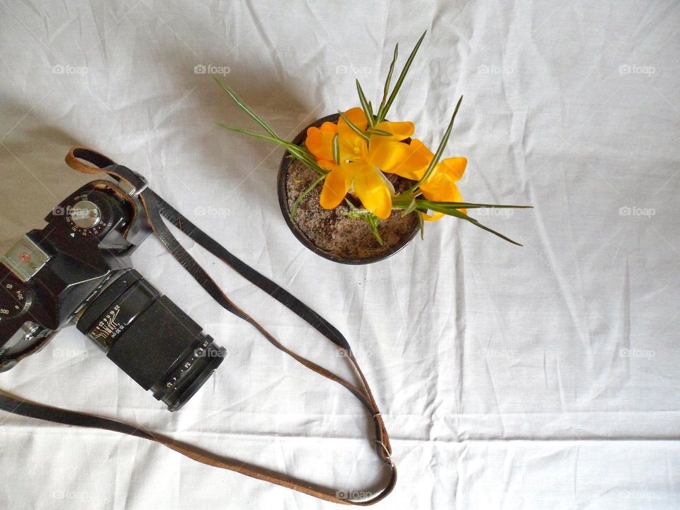 flowers in a vase