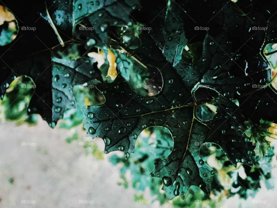 Leaves