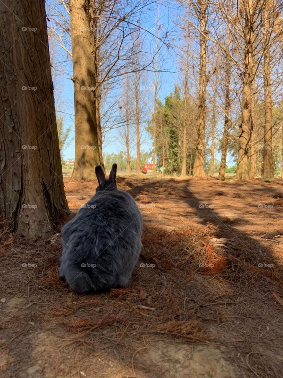 Sunny in the Bald Cypress