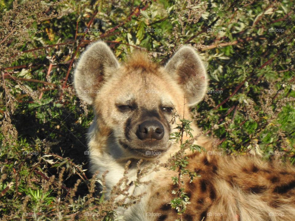A close up of a hyena 
