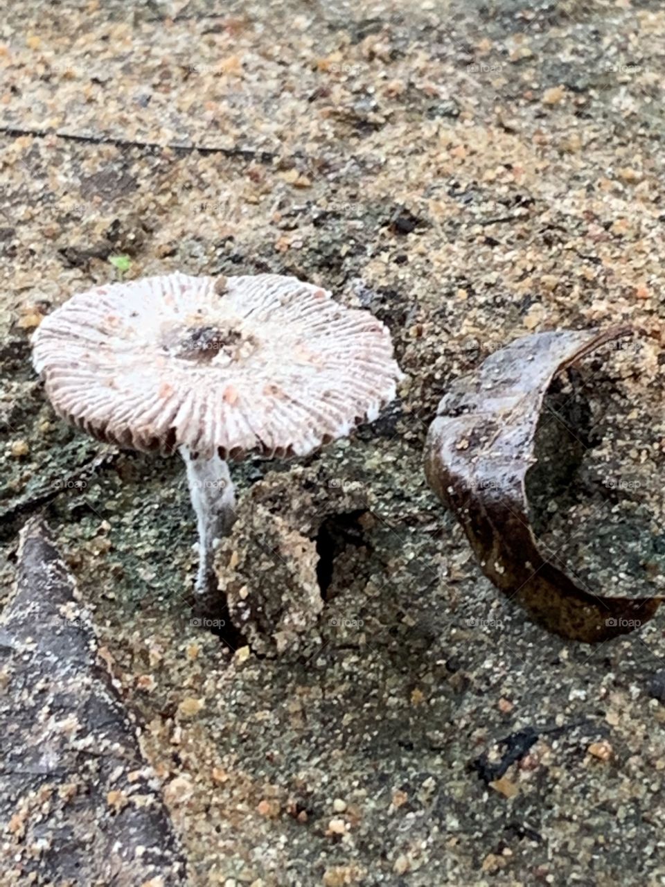 Shape of the nature, Countryside (Thailand)