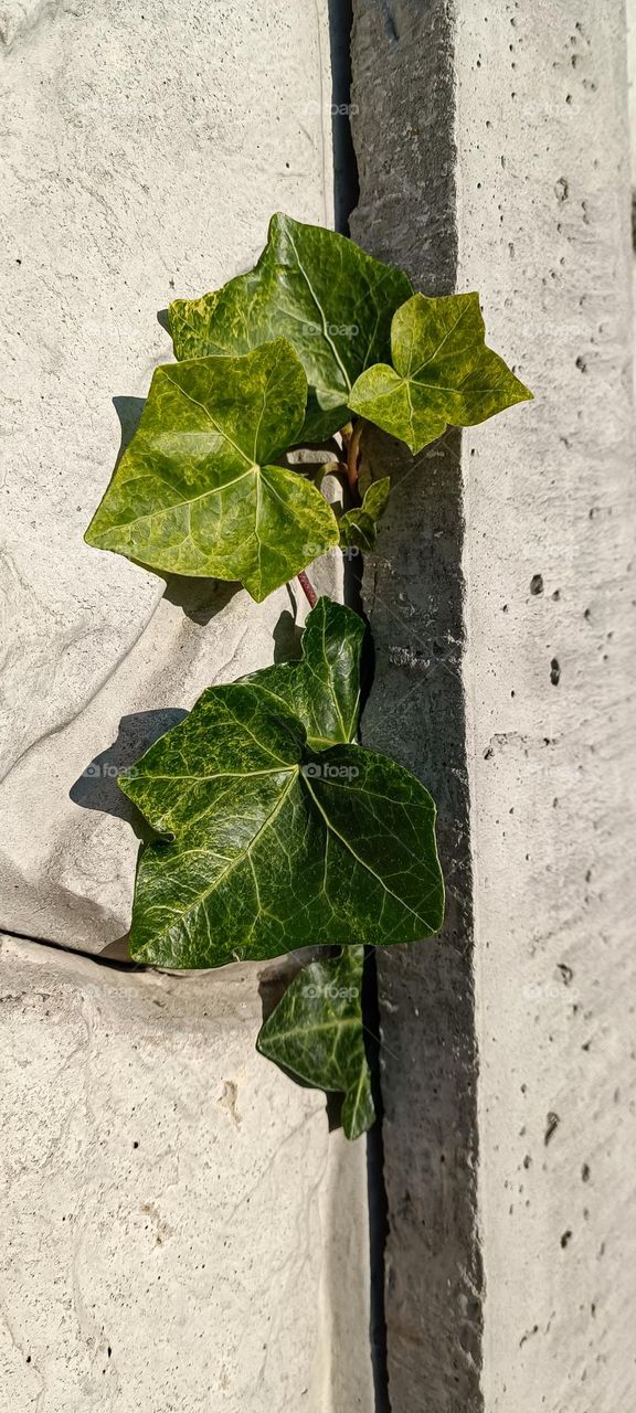 green leaves on a concrete wall