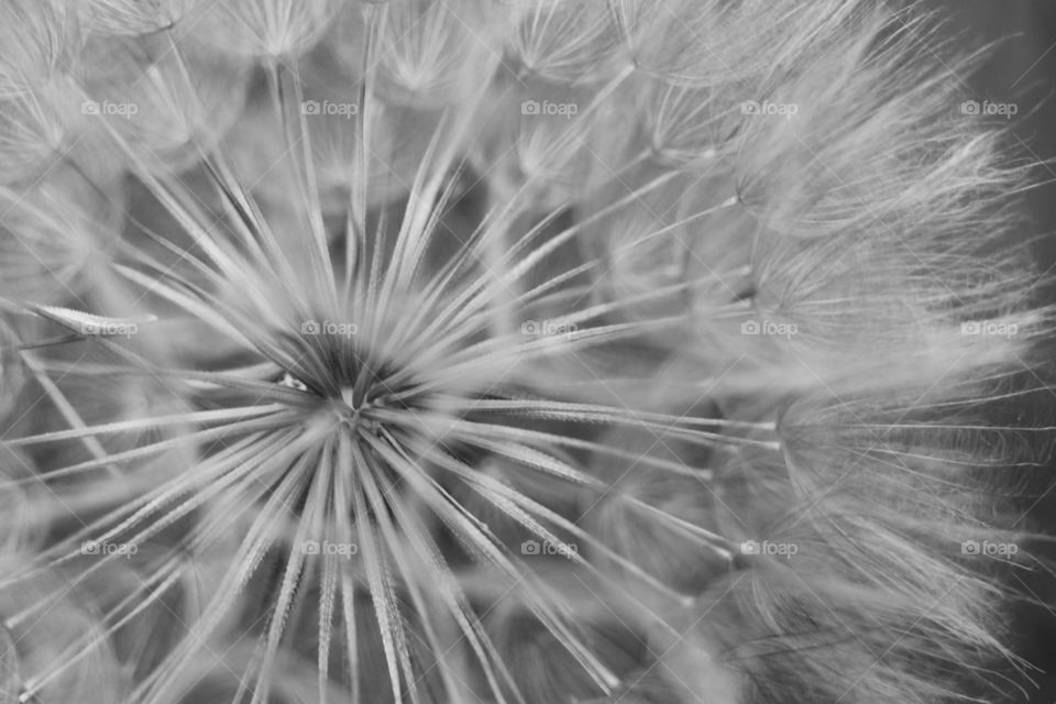 Closeup of a Dandelion