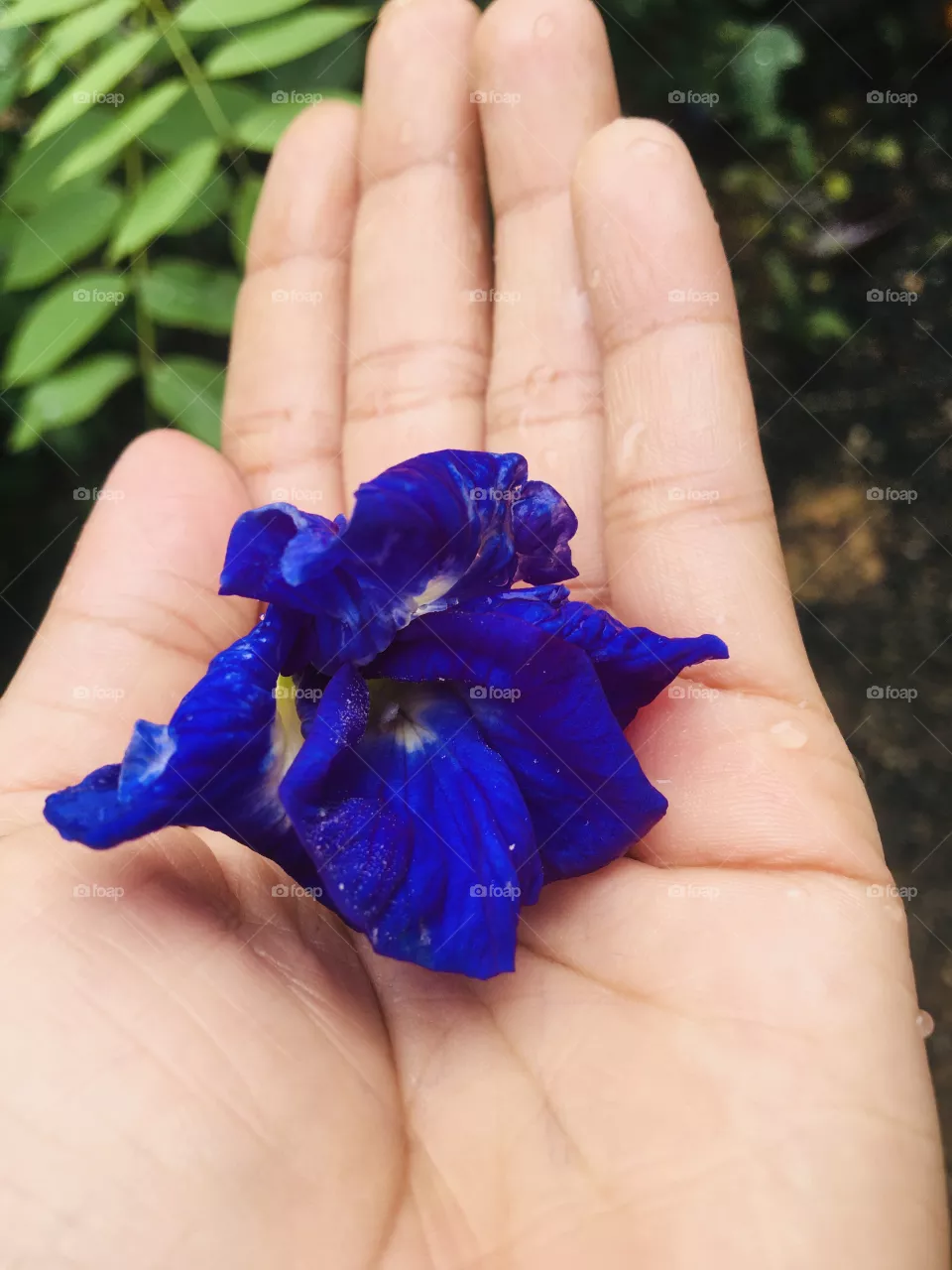 Blue flowers 