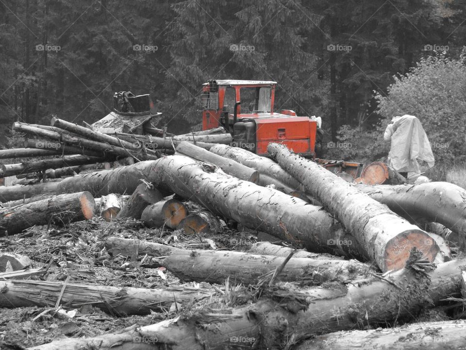 Illegal felling of the forests, poachers, forest of Carpathians, tractor, ecology, violation of ecology