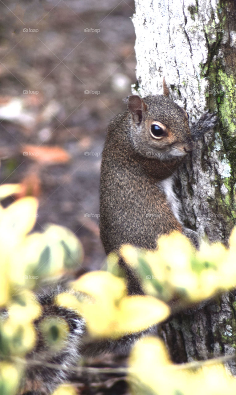 Squirrel Florida