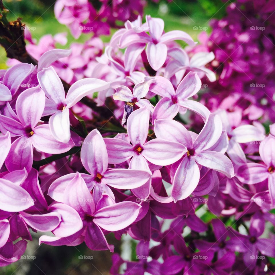 Purple flowers
