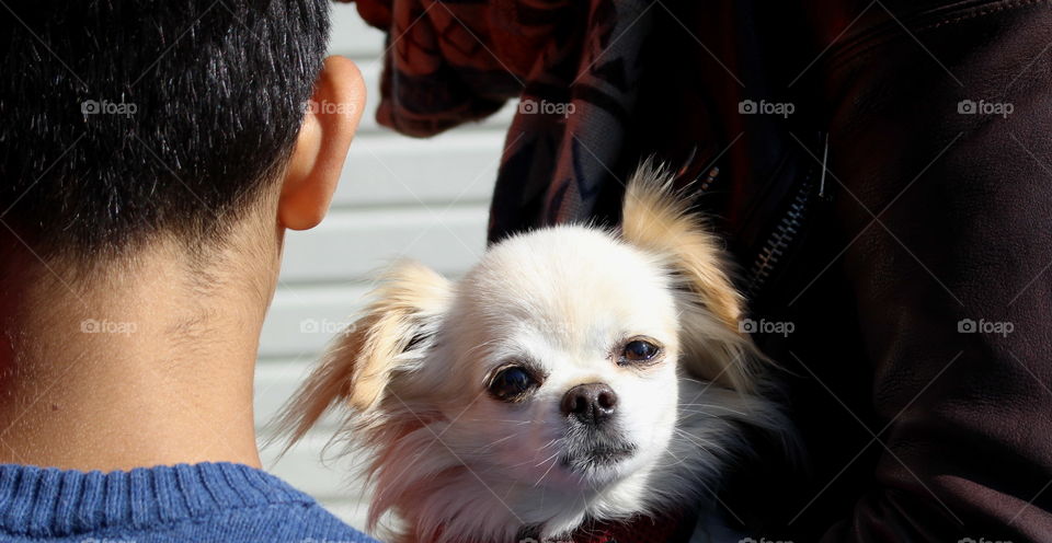 Cute little white dog.