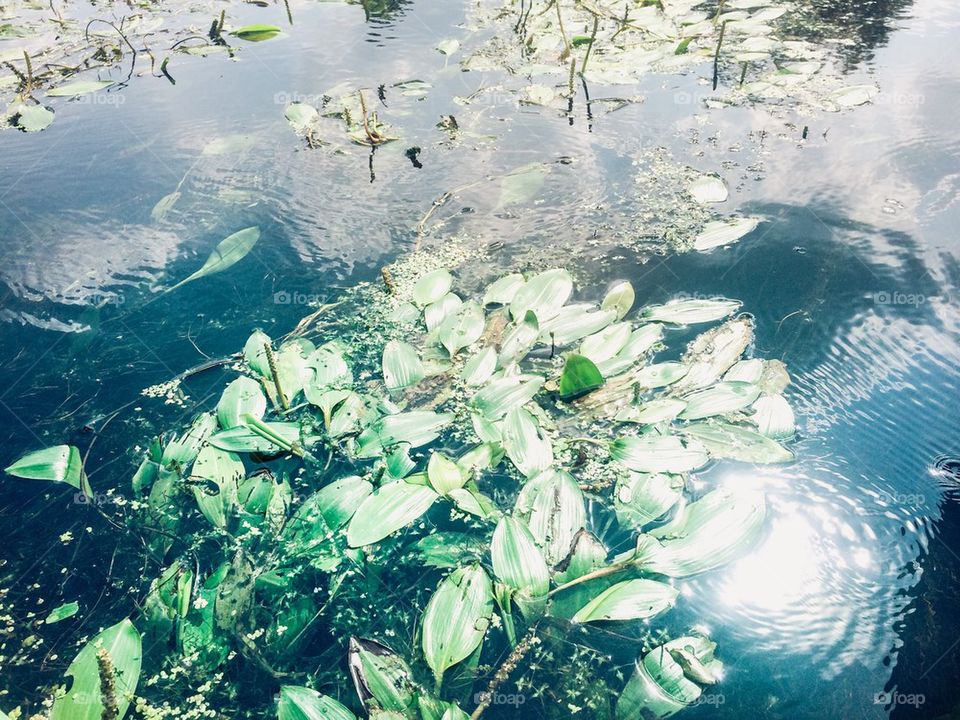 Pure river with lush greenery